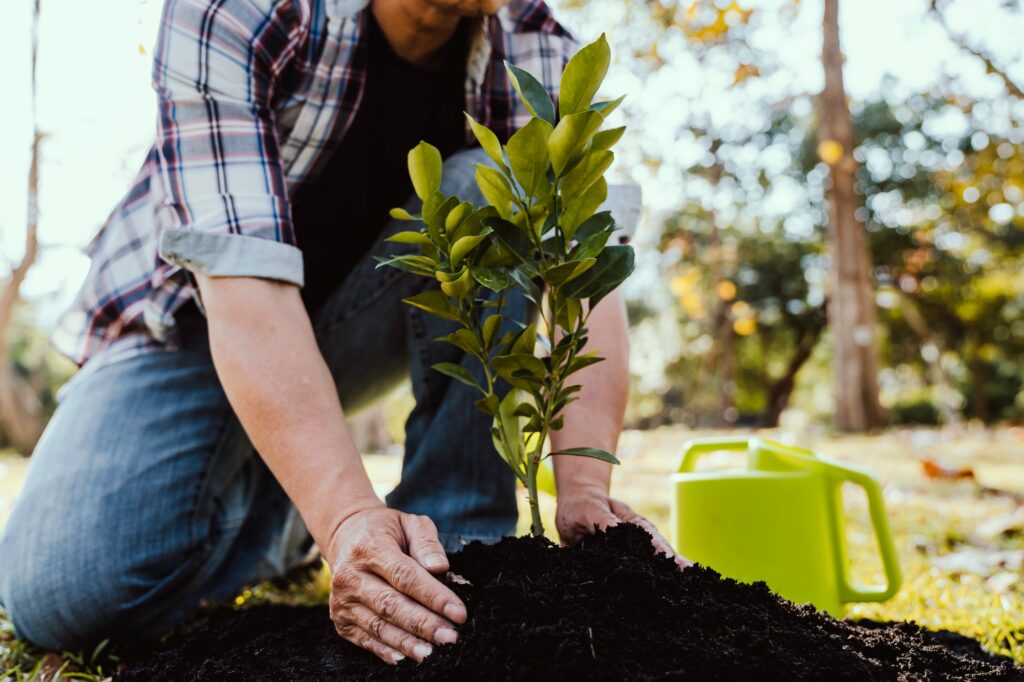 Plant a tree. Close-up of a young volunteer planting a tree and watering it. environmental and ecolo
